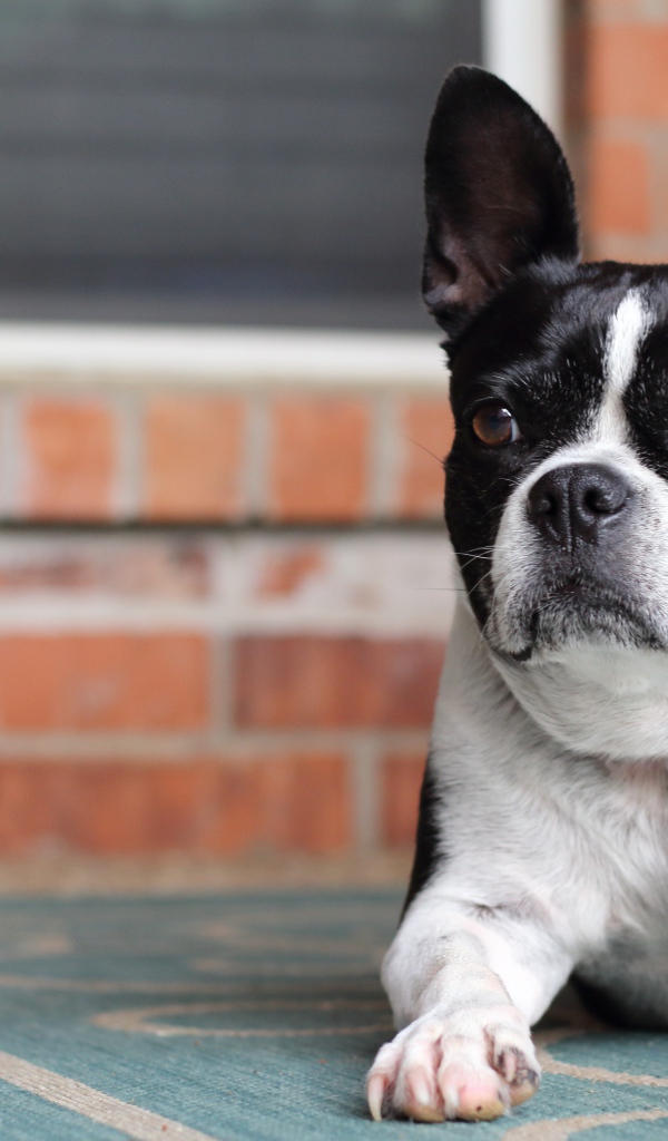 Большой французский бульдог лежит у дома 