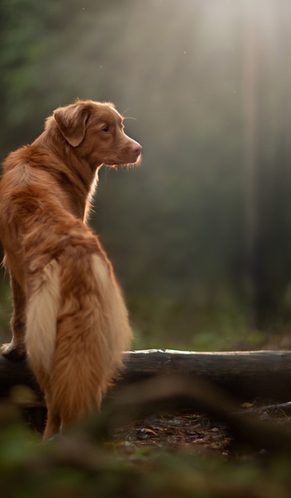 Большой золотистый ретривер гуляет в лесу 