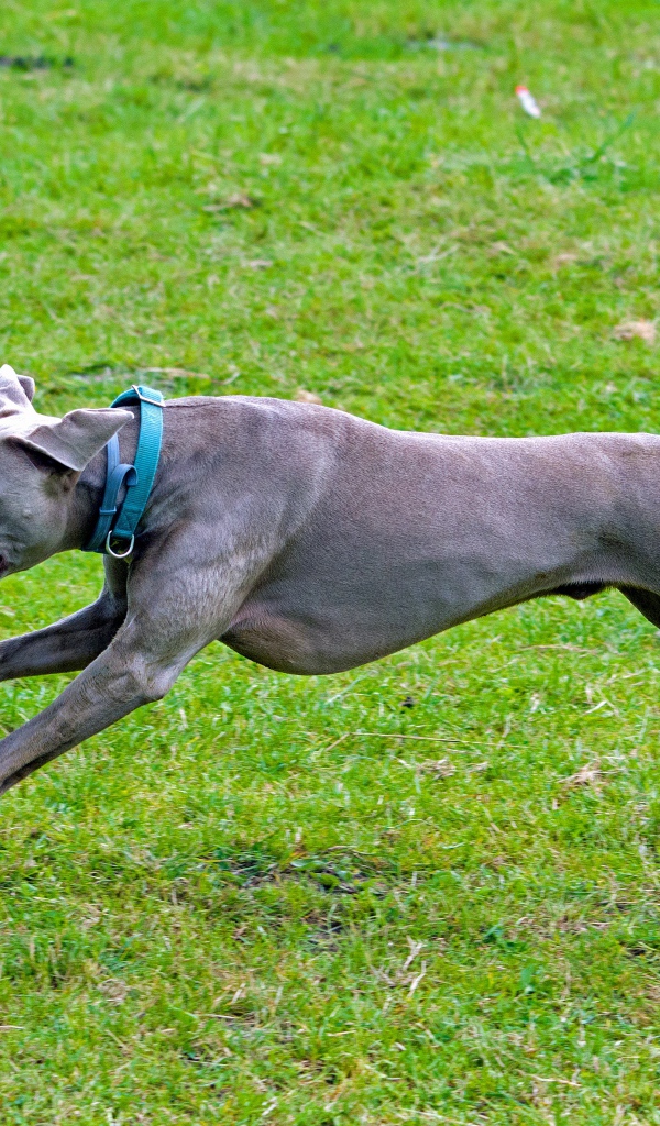 Большой серый Веймаранер бежит по зеленой траве 