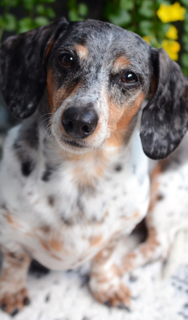 Большая грустная такса у стены 