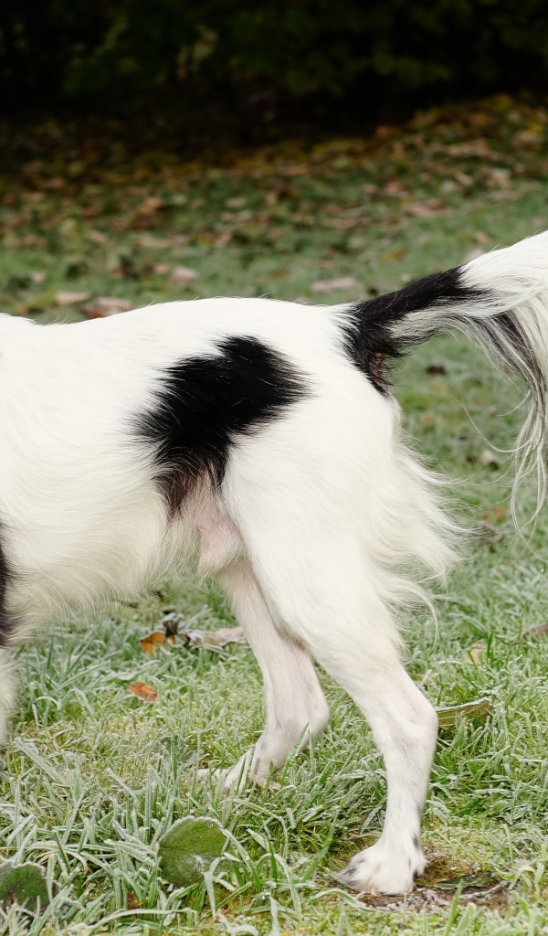 Большой бело-черный пес на зеленой траве 