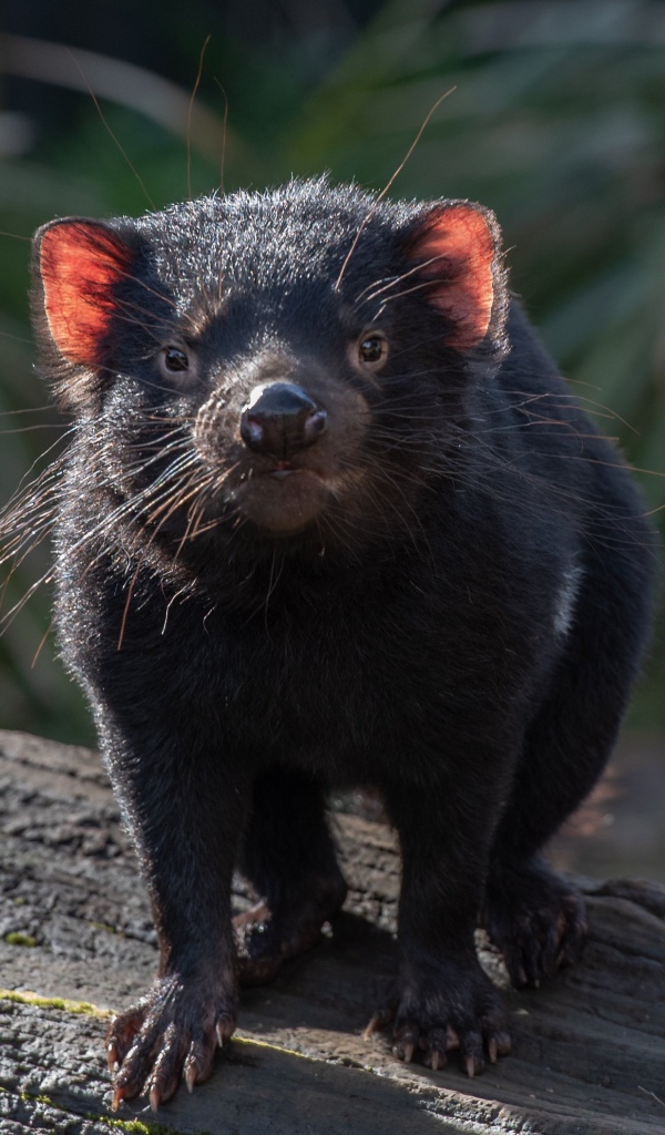 Черный тасманийский дьявол стоит на дереве 