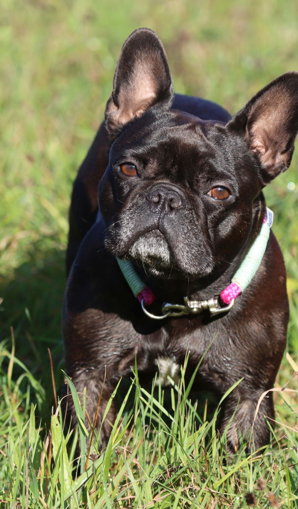 Черный французский бульдог на зеленой траве