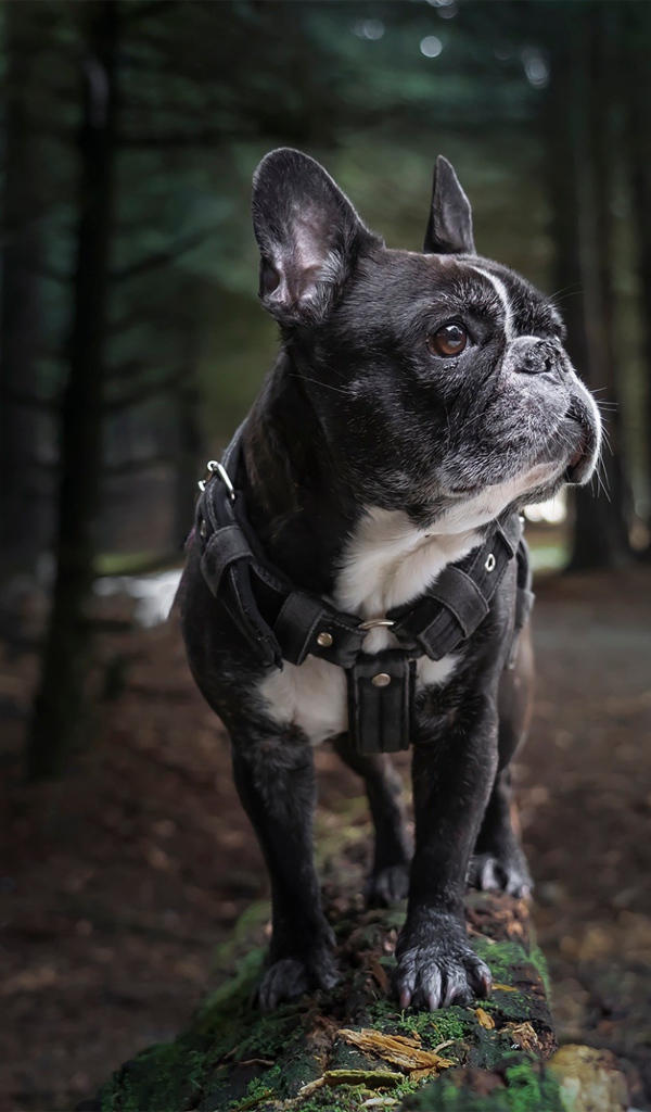 Черный французский бульдог гуляет в лесу