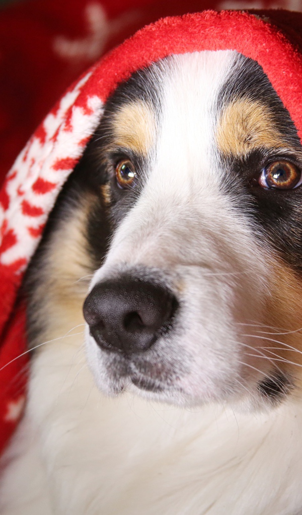 Собака породы бордер колли под одеялом