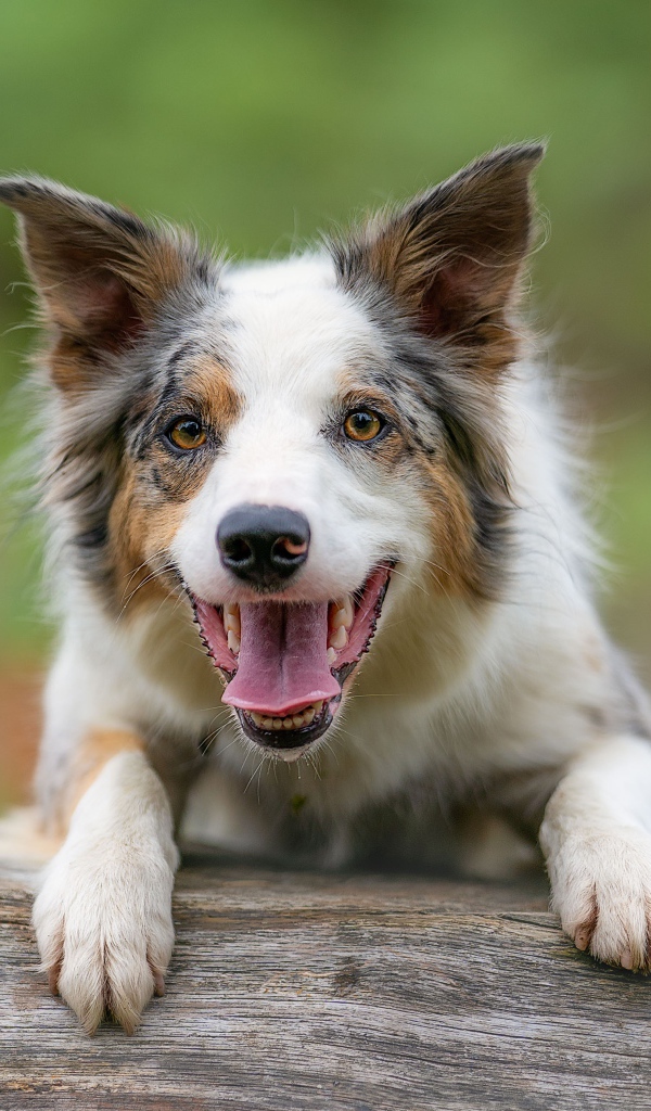 Собака породы бордер колли с открытой пастью