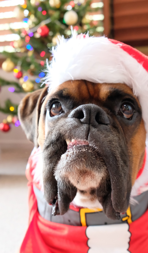 Бульдог в новогоднем костюме в  комнате 