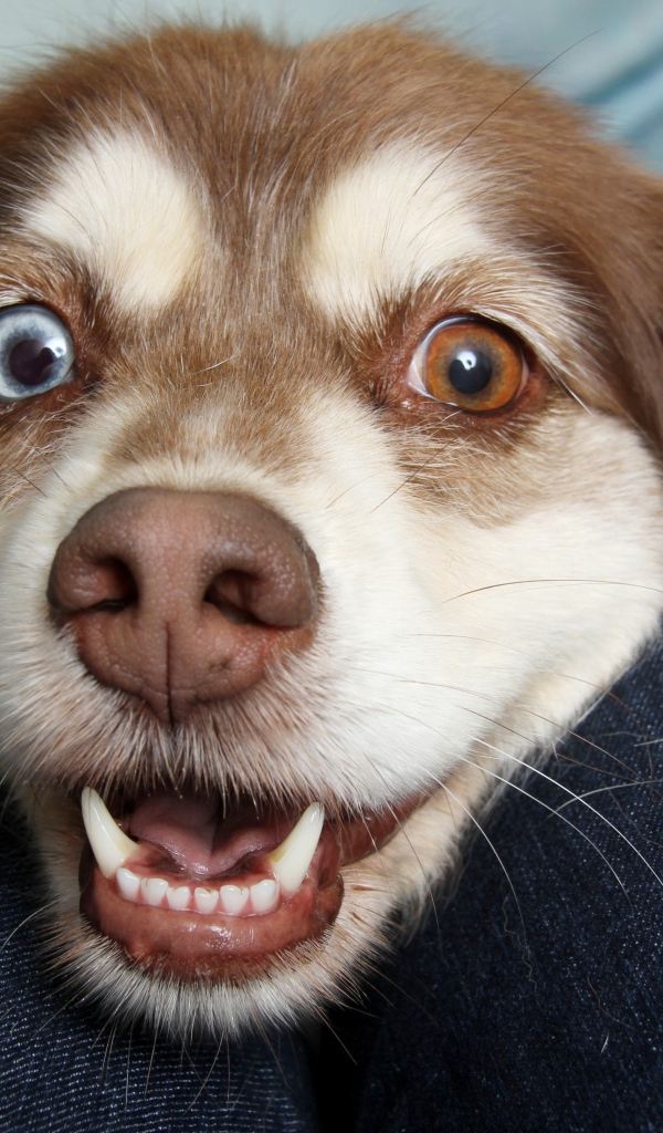 Веселая собака с разноцветными глазами