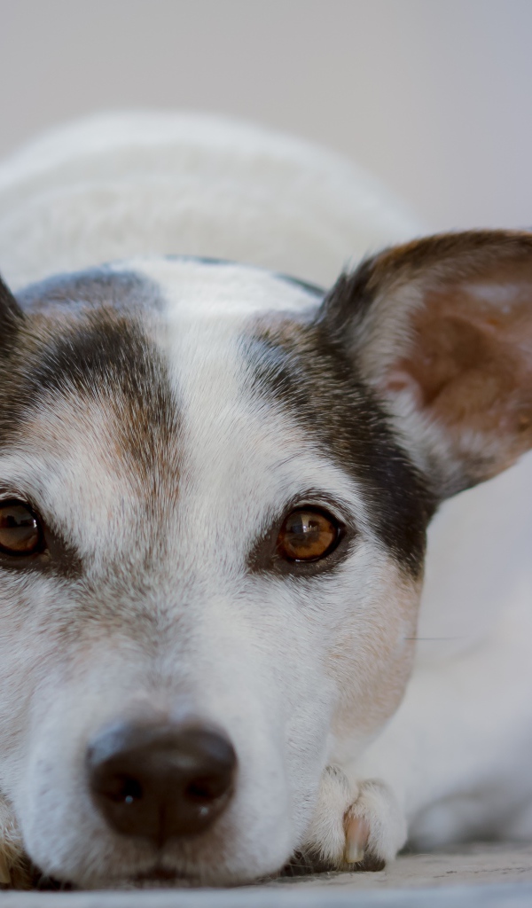 Умный грустный пес лежит на земле