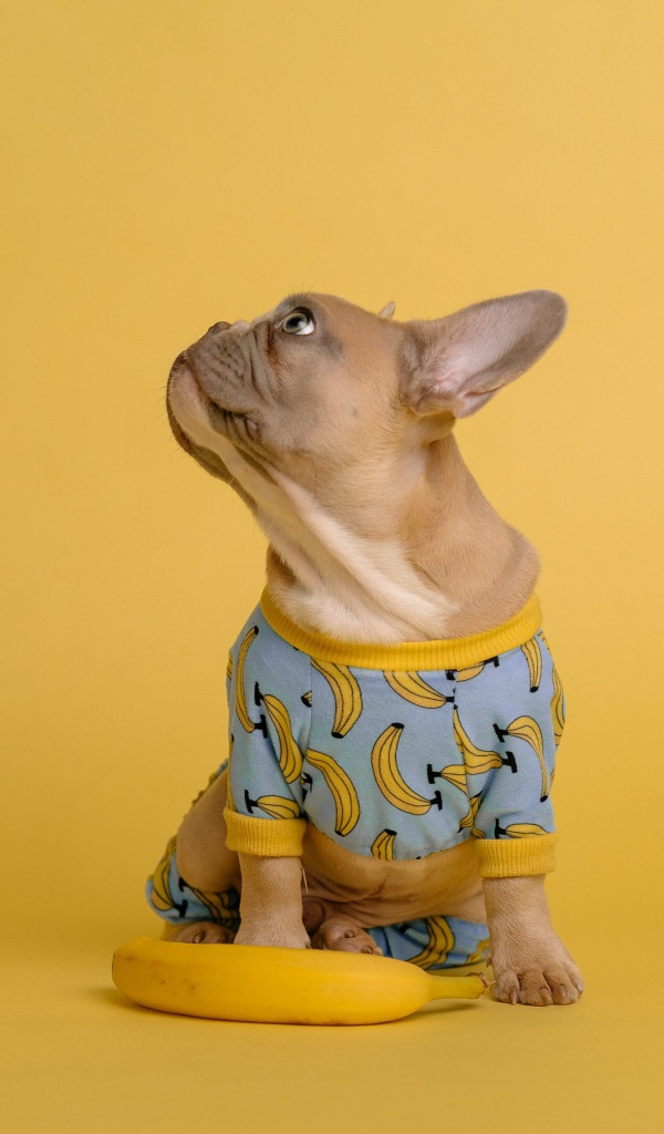 Милый французский бульдог в костюме