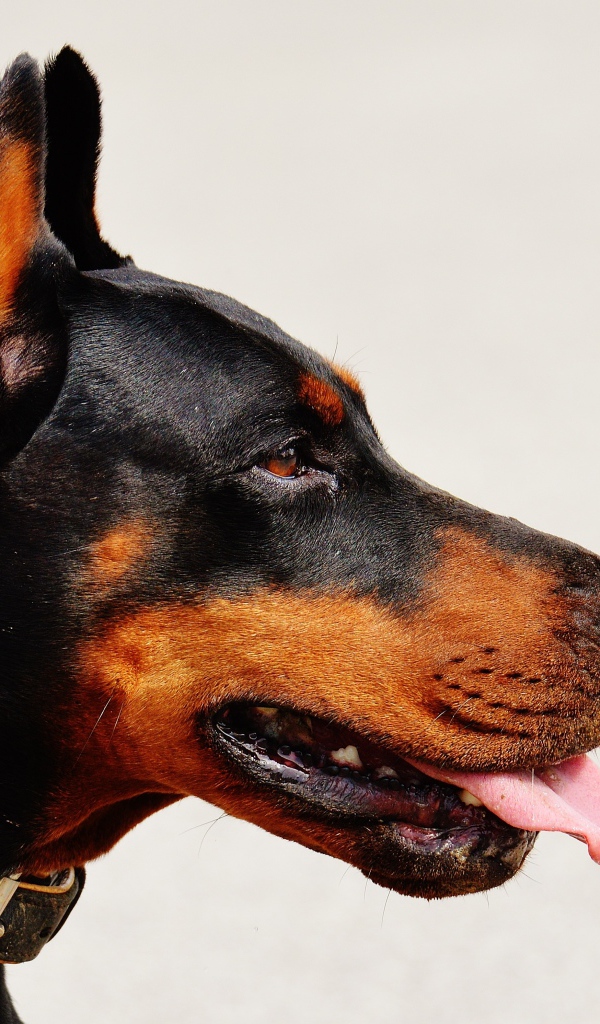 Морда добермана с высунутым языком