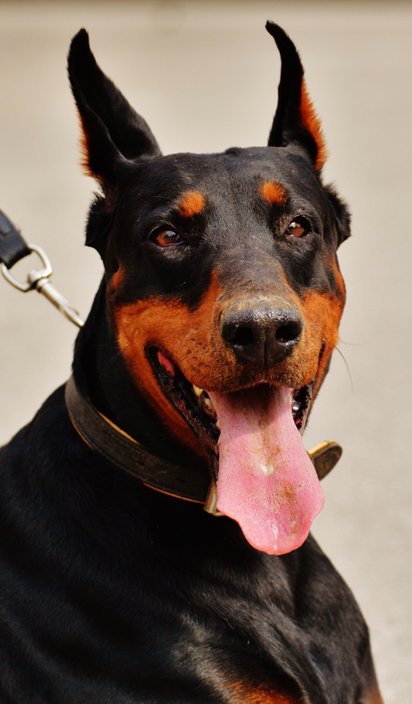 Доберман с высунутым языком на поводке 