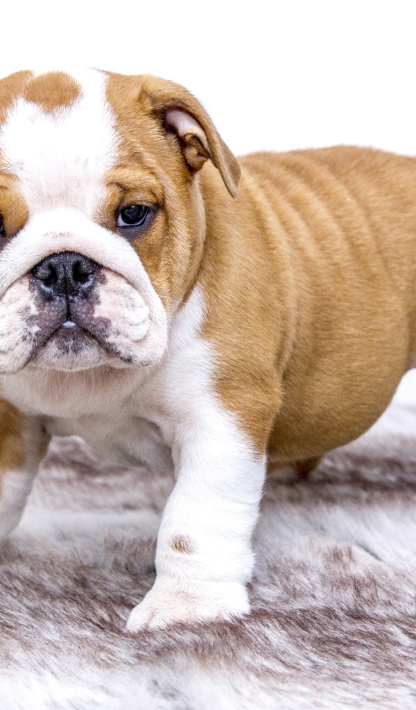 Щенок английского бульдога на подстилке