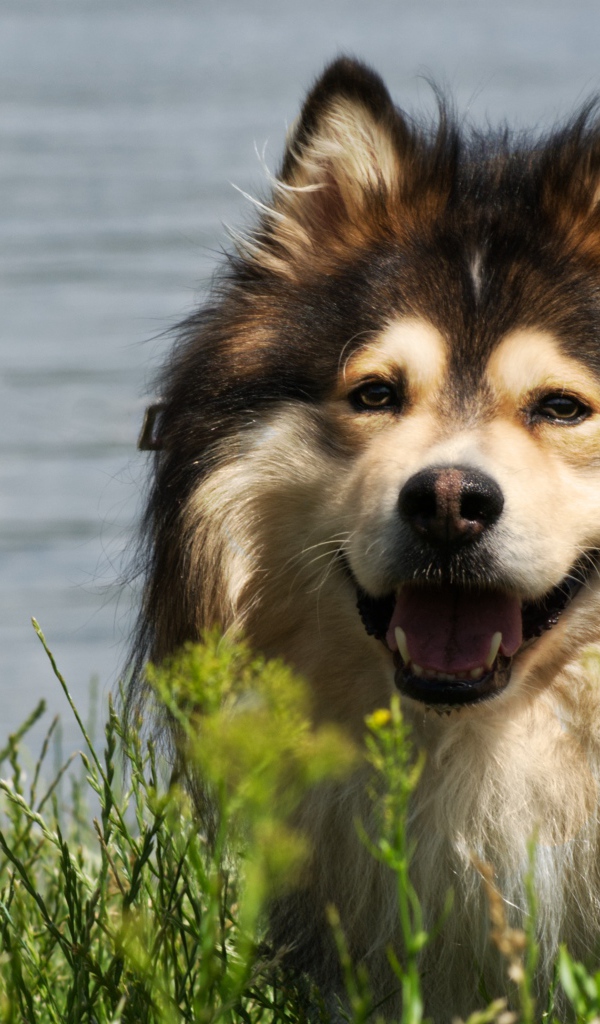 Финский лаппхунд с высунутым языком у воды 