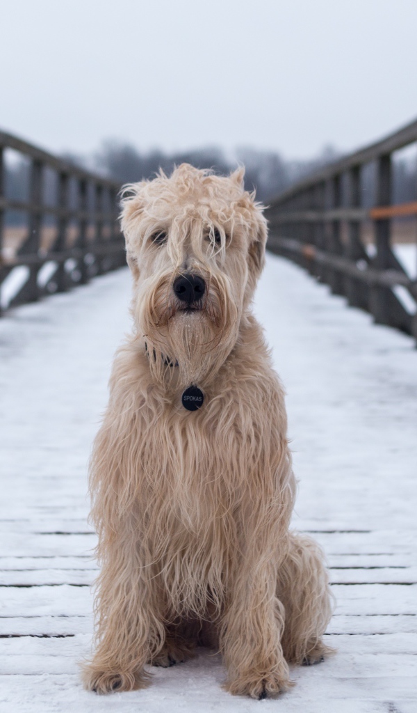 Пушистый пес сидит на покрытом снегом мосту