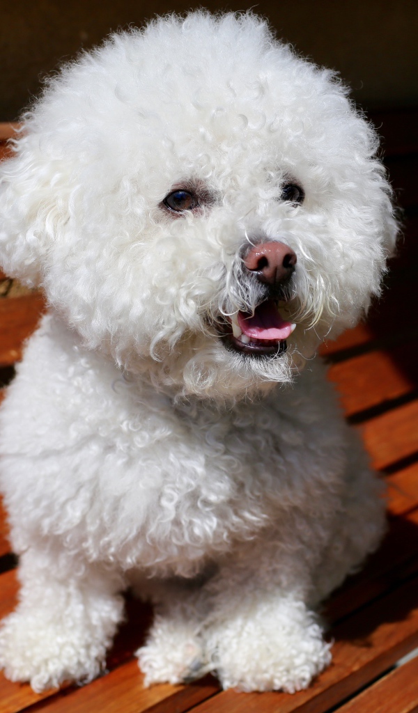 Пушистый белый щенок пуделя сидит на лавке