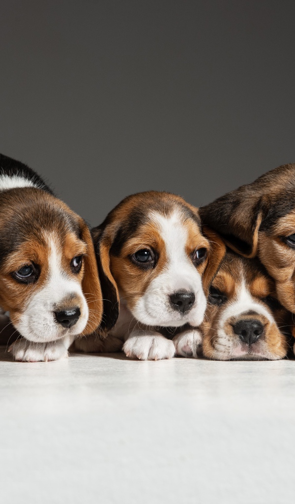 Четыре щенка бигля на сером фоне 