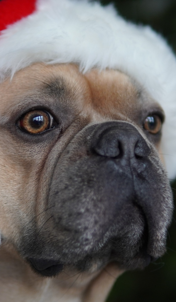 Французский бульдог в красной шапке Санта Клауса 