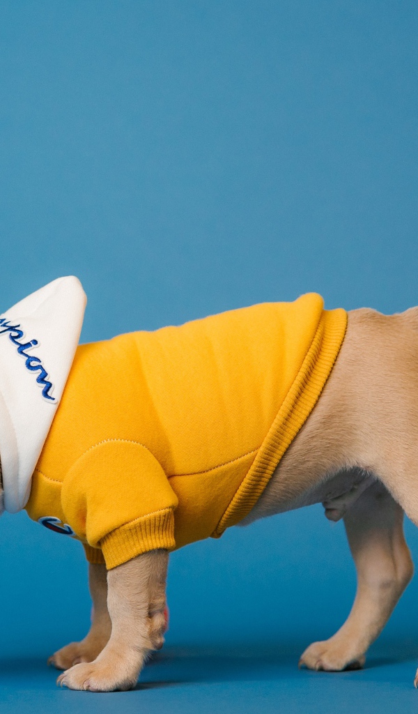 Французский бульдог в костюме на голубом фоне