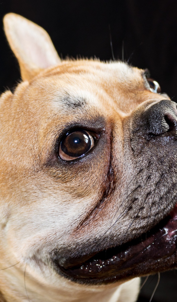 Морда французского бульдога с высунутым языком