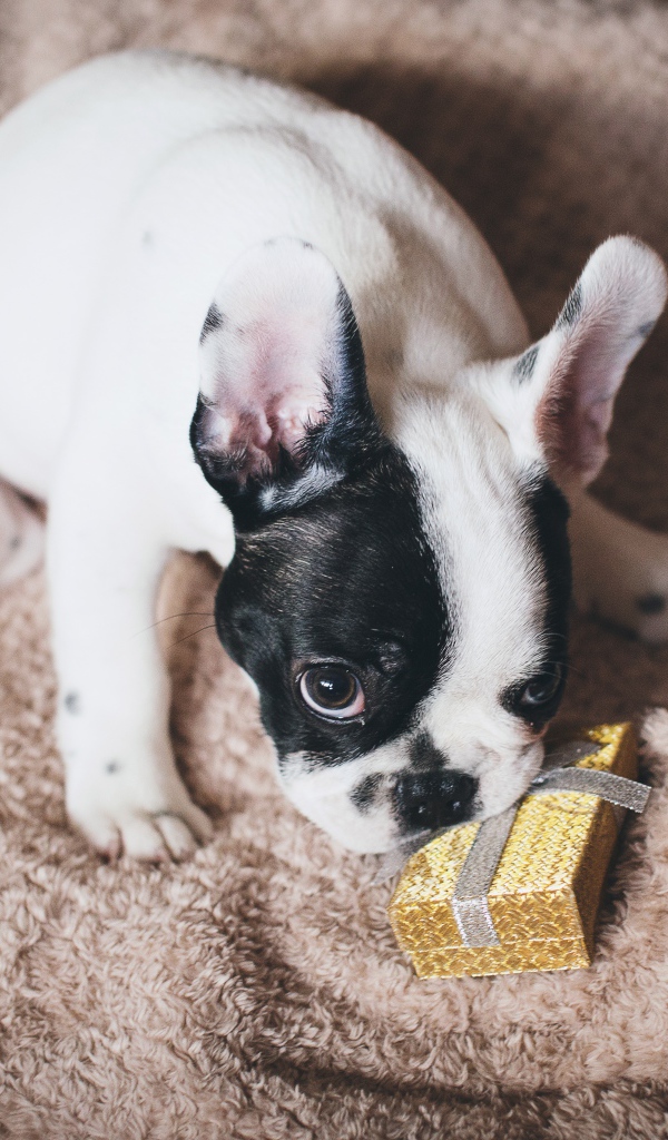 Французский бульдог с подарком на кровати 