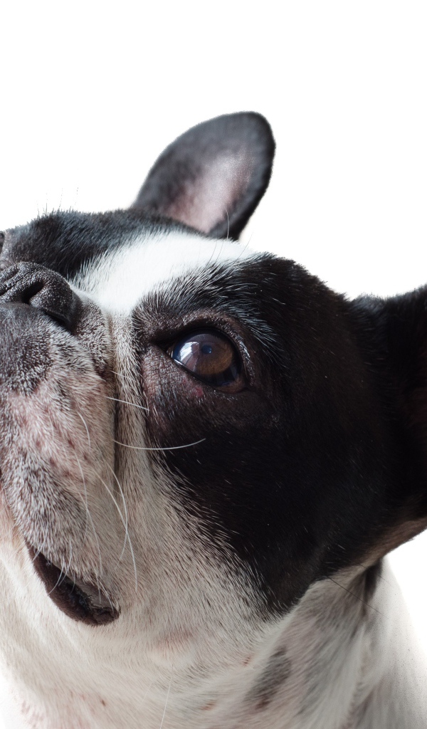 Голова французского бульдога на белом фоне