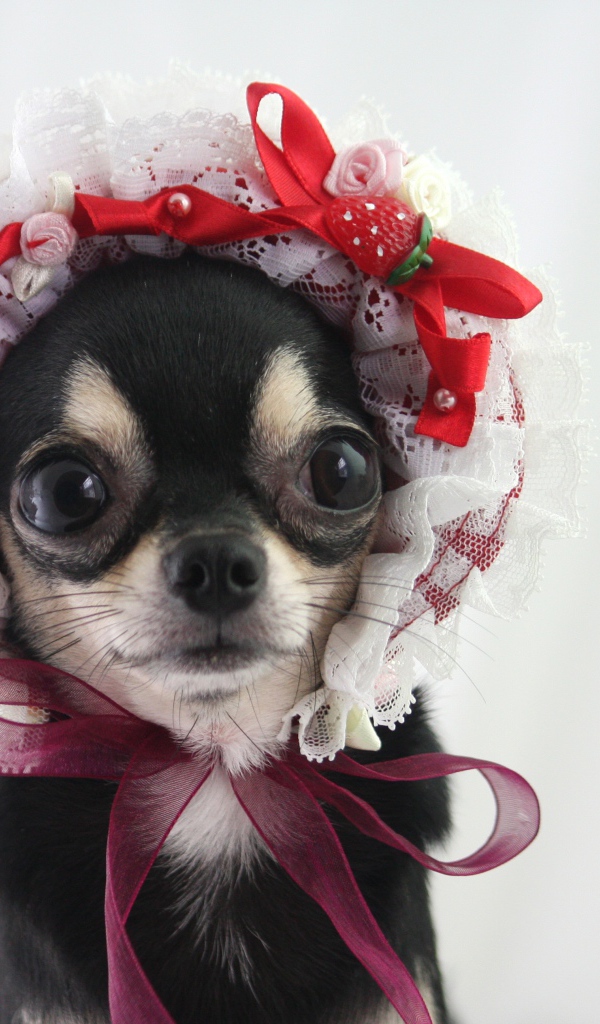 Смешная собака породы чихуахуа в шапке 