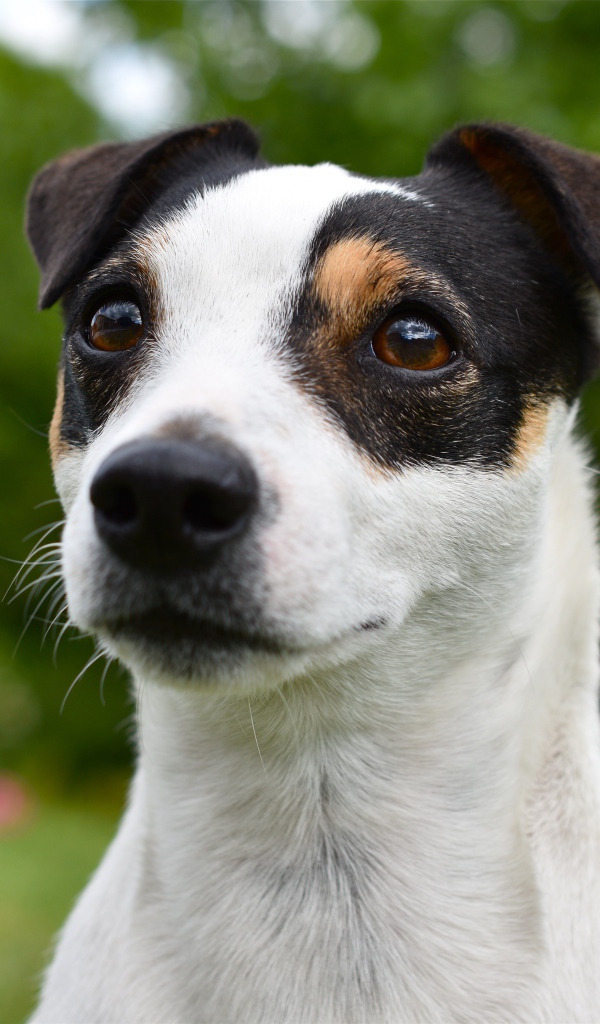 Смешной джек рассел животных терьер