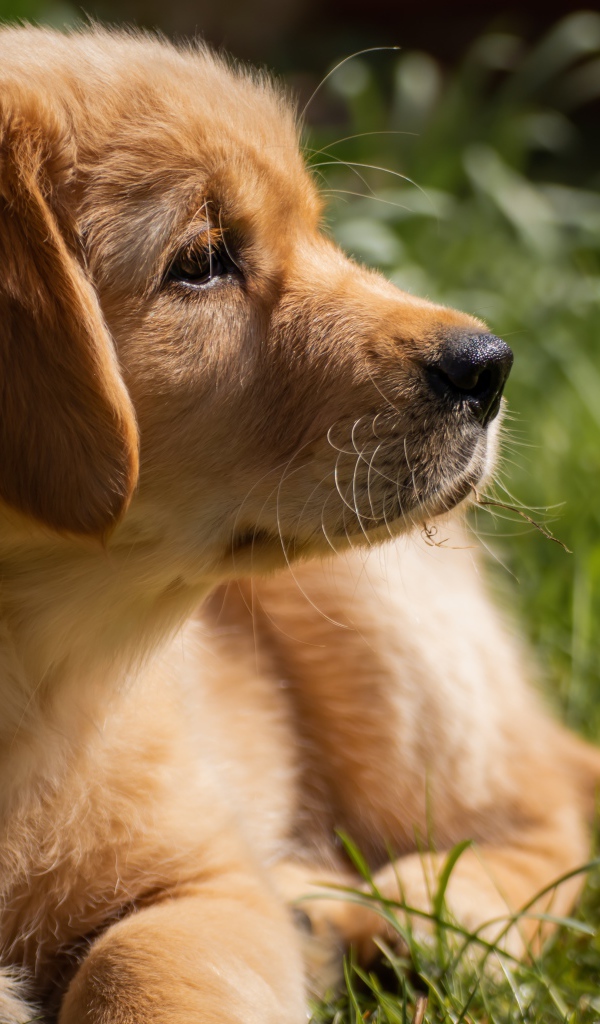 Щенок золотистого ретривера лежит на траве 