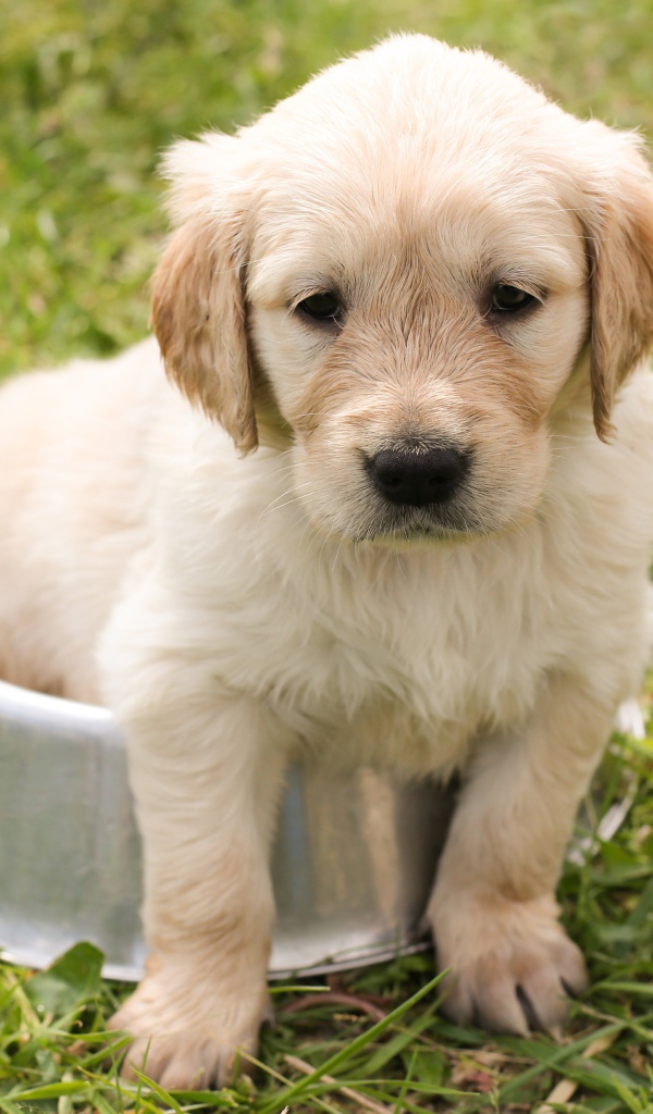Щенок золотистого ретривера сидит в миске