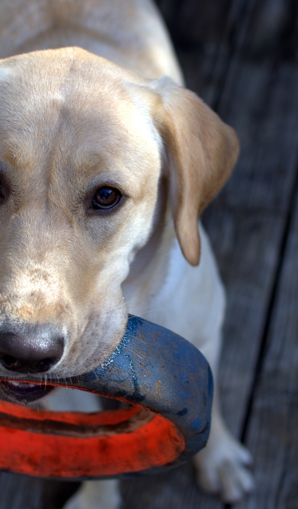 Золотистый ретривер с колесом в зубах 