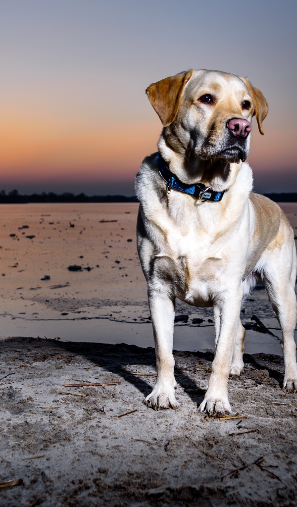 Золотистый ретривер стоит на мокром песке