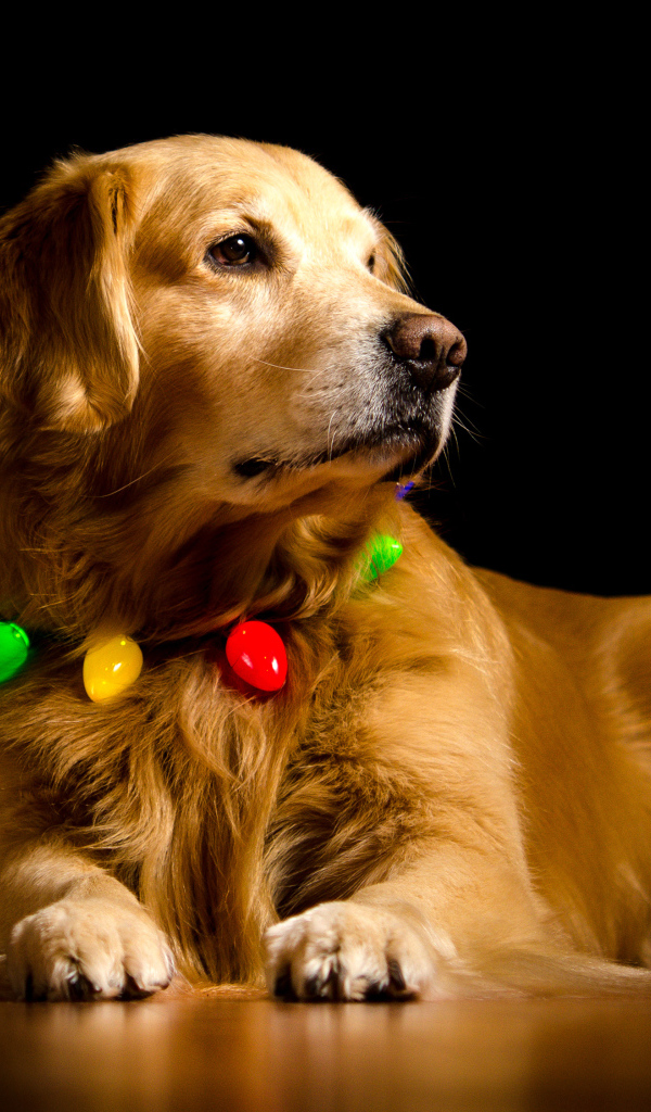 Золотистый ретривер с ошейником на черном фоне