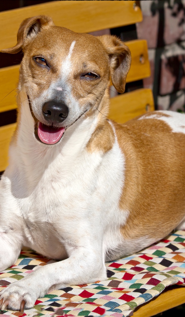 Довольный пес породы Джек рассел терьер на лавке 