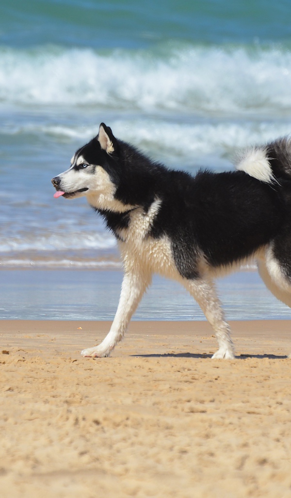 Собака хаски бежит по песку на пляже 