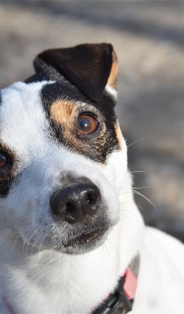 Любопытный пес породы Джек рассел терьер 