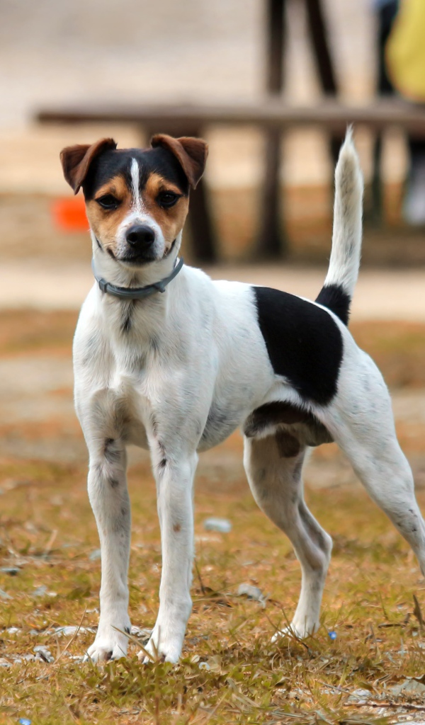 Джек рассел терьер стоит на траве