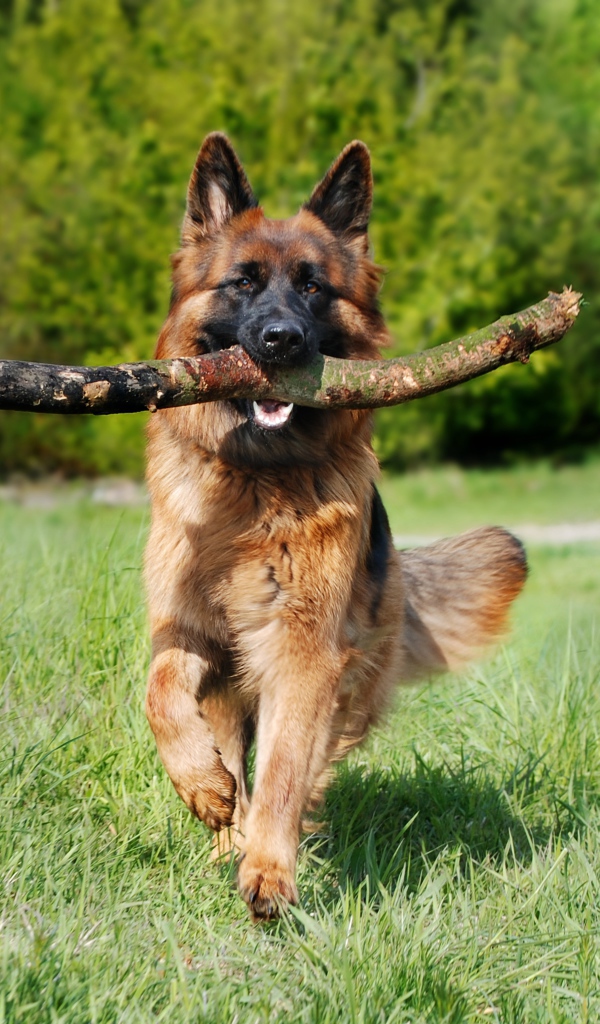 Large shepherd dog in a stick in his teeth in the forest