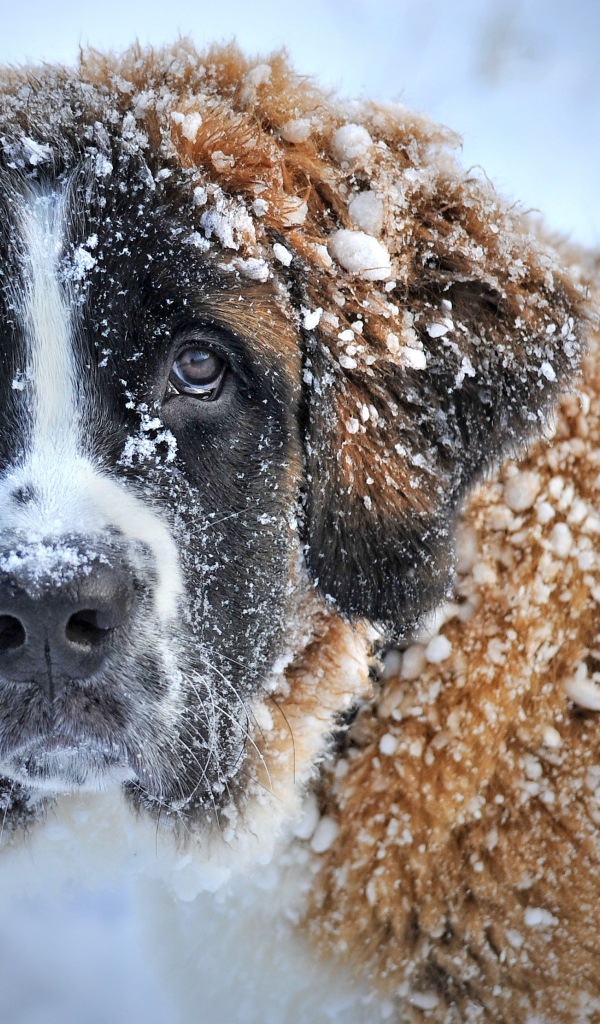 Большой породистый сенбернар в снегу