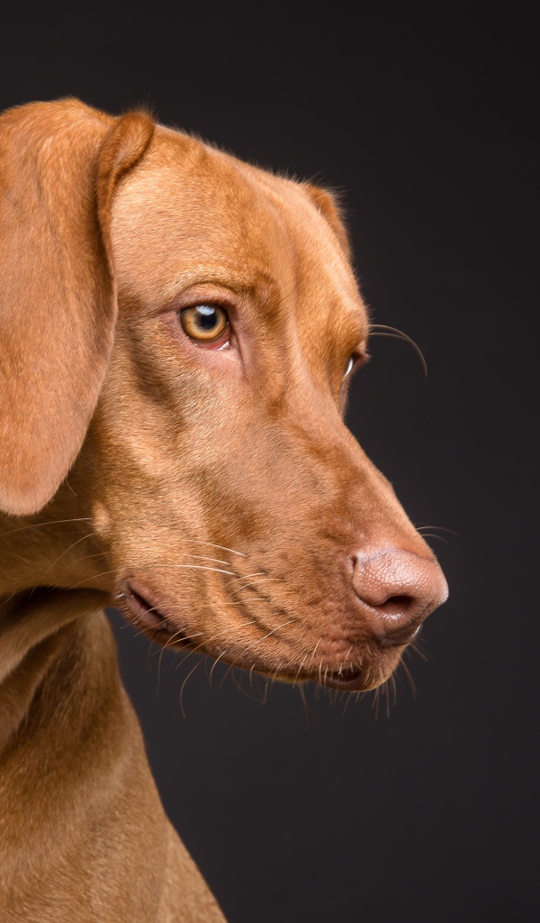 Большой породистый коричневый конь на черном фоне