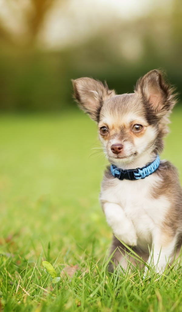 Маленькая собака породы чихуахуа сидит в зеленой траве