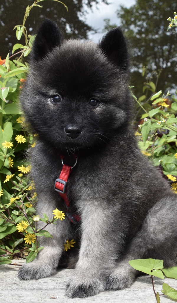 Маленький щенок Евразиер сидит у цветов
