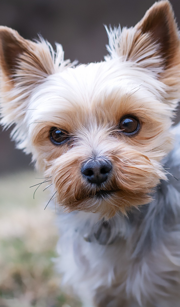 Маленький йоркширский терьер с грустным взглядом 