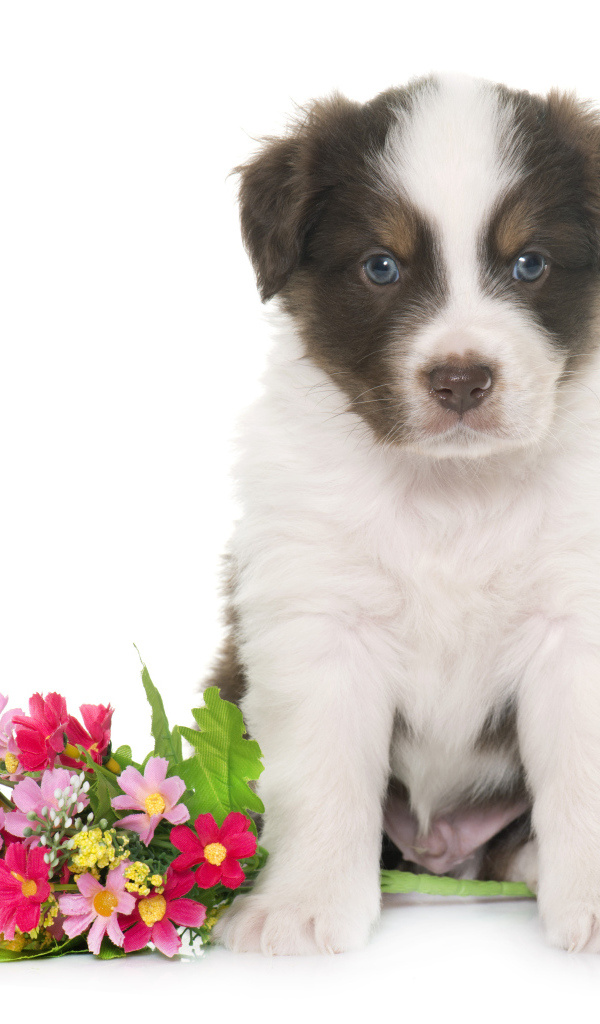Маленький щенок австралийской овчарки с цветами на белом фоне 