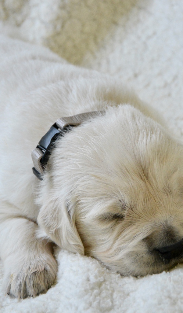 Маленький слепой щенок золотистого ретривера