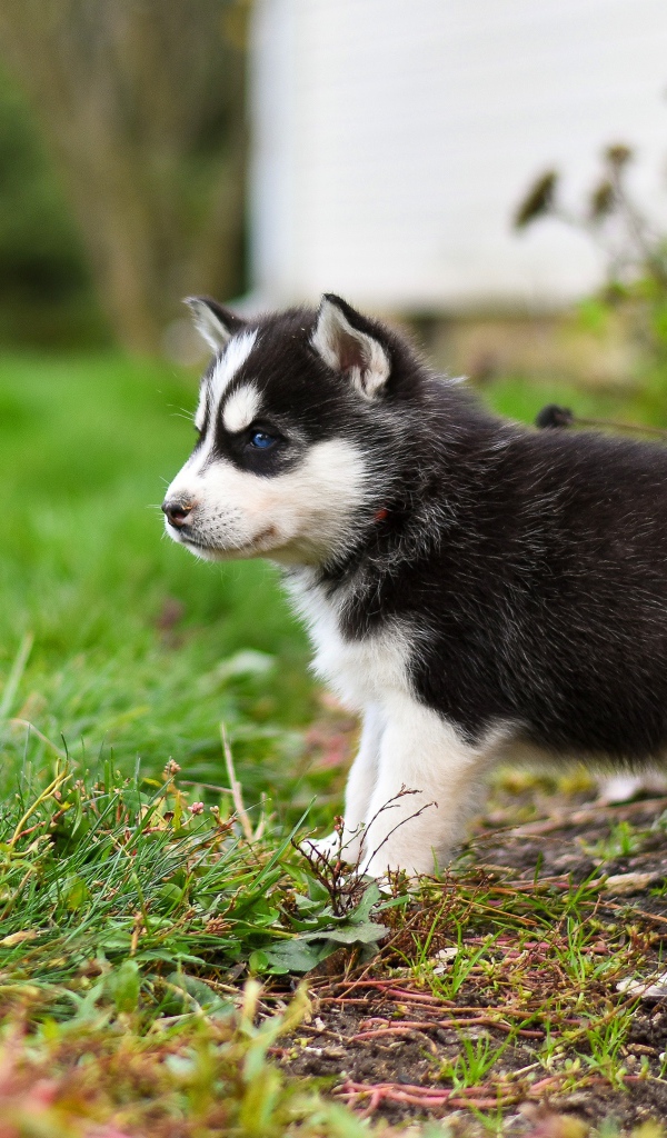 Маленький голубоглазый щенок хаски на зеленой траве 