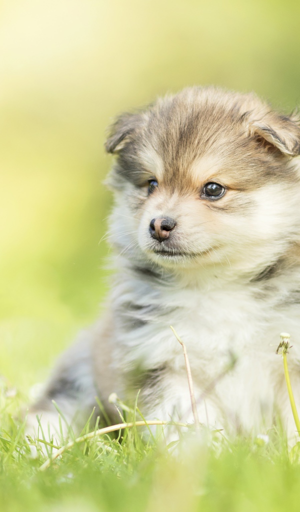 Маленький пушистый щенок сидит в зеленой траве
