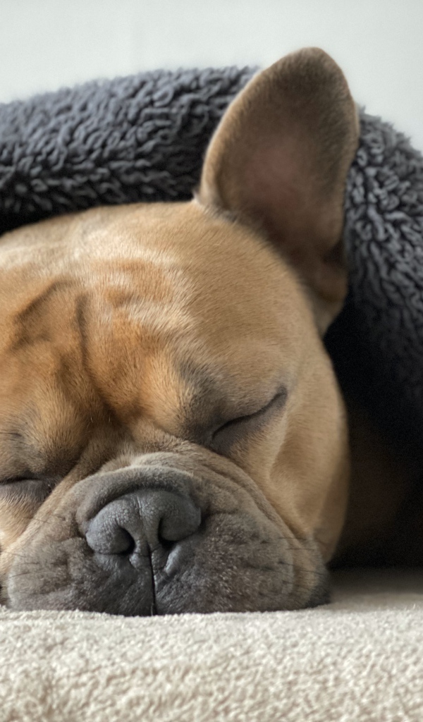 Маленький французский бульдог спит под одеялом