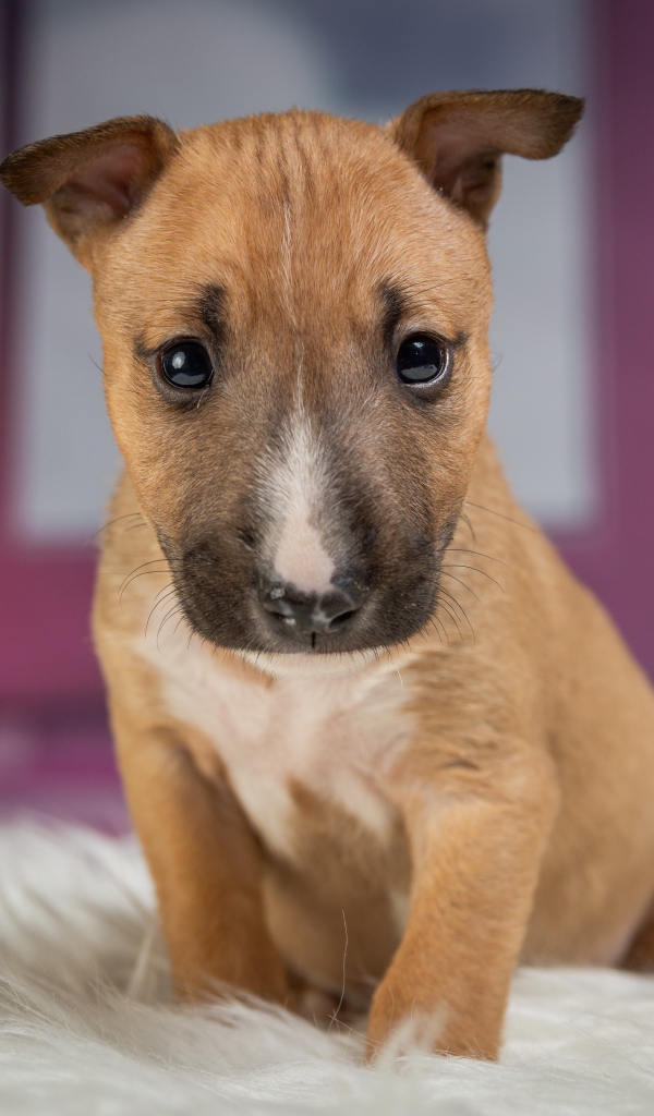 Маленький забавный щенок сидит на меховой подстилке 