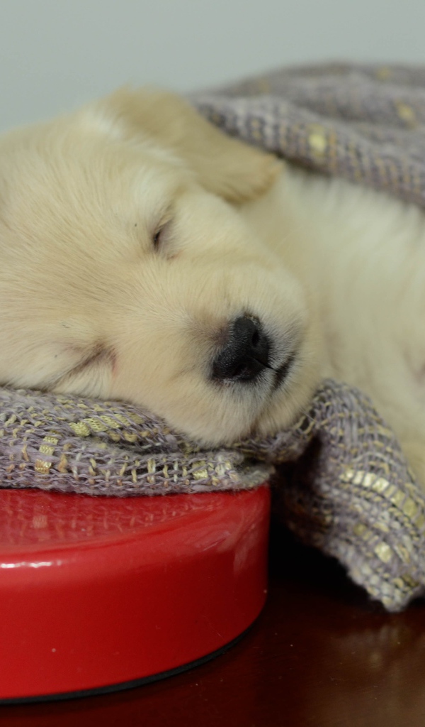 Маленький щенок золотистого ретривера спит на столе с лампой